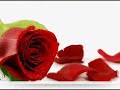 NEW-Morteza-Shabani-