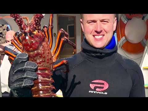 Scuba Diving Santa Barbara - How to catch and harvest lobsters, sheepheads & scallops_Búvárkodás