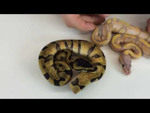 YouTube reptile video