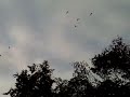 20080913032.mp4