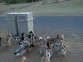 Ducks
