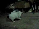 cat-and-mouse.html