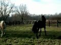 Stallions At Play Stallions At Play
