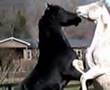 Stallions At Play