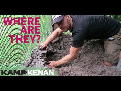 YouTube reptile video