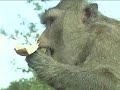King Thailand The Monkey Cheeks Project (Kaem Ling