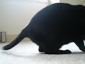 Skyy Rolls Around