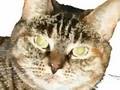 Abby The Brown Tabby Song