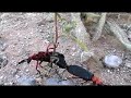 Blister Beetles Doing It (Spanish Fly) Blister Beetles Doing It (Spanish Fly)