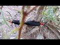 Blister Beetles Doing It (Spanish Fly)