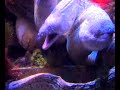 acquario di murene acquario di murene