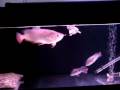 my-心愛的龍魚