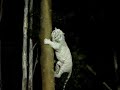 Mohan the tiger climbs a tree Mohan the tiger climbs a tree