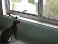 Hairless Cat Tries to Catch Birds (www.SimonKennedy.com)