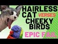 Hairless Cat Tries to Catch Birds (www.SimonKennedy.com)