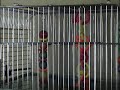 Chester the talking african grey parrot