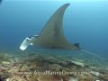 Raie Manta