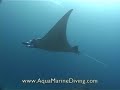 Raie Manta