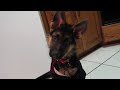 german shepherd head tilt
