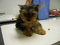 3rd visit to Vet- Hana rejects treat