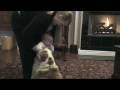 videos de bucking bulldog