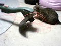 Sony the Cat Inspects the String Trimmer Sony the Cat Inspects the String Trimmer