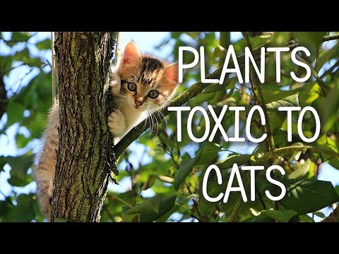Are Peace Lilies Poisonous To Cats? Poisonous Plants Dangerous To Cats