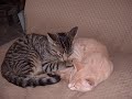 A Collection of Cats