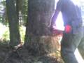 Cutting Down a Doug Fir
