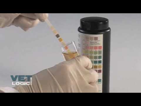 how to read urine test strips