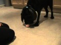 Milo puts pennies in Piggy Bank