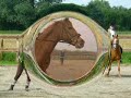 paardrijles op sonja paardrijles op sonja