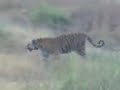 Tiger at Kanha