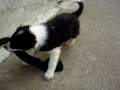 videos de MOV02397