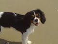 My cavalier maisie