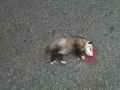 Possum