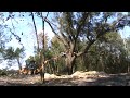 Removing the dying Water Oak Tree...