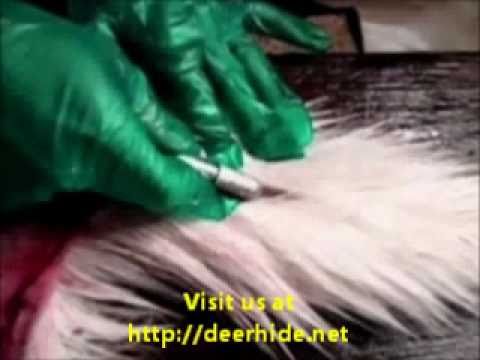 how to cure deer skin