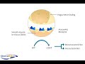 Anticholinergics (mechanism of action causing bronchodilatation)