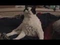 Original video.. www.youtube.com