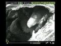 March 6, 2010 Playtime (Special Edition) - Lily the Black Bear and ...