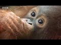 Orangutan-orphan-sto