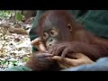 Orangutan-orphan-sto