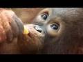 Orangutan orphan stories - Apes in Danger - BBC wildlife