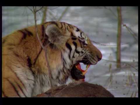 0 Cuando el tigre caza