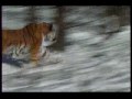Tiger Hunting Deer (bengal and amur) Tiger Hunting Deer (bengal and amur)