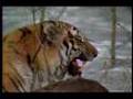 Tiger-Hunting-Deer-b