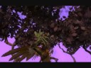 Spore Epic! Awesome shots!