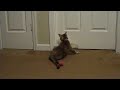 Ferrets play with cat.