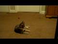 videos de Ferrets play with cat.